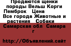 Продаются щенки породы Вельш Корги Пемброк › Цена ­ 40 000 - Все города Животные и растения » Собаки   . Самарская обл.,Самара г.